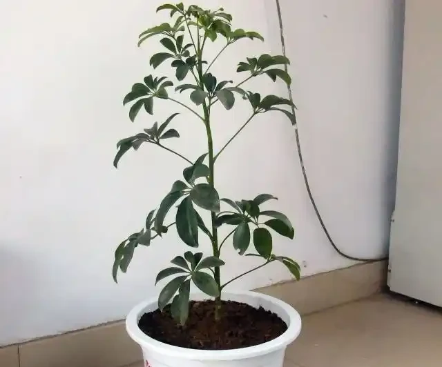 鵝掌藤不長側芽?兩個方法催出新芽!