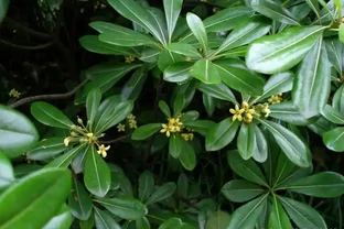 鵝掌藤不長側芽？兩個方法催出新芽！