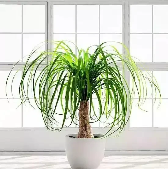家裡有兒童的可以養這些清新的淨化植物,很適合養成小盆栽