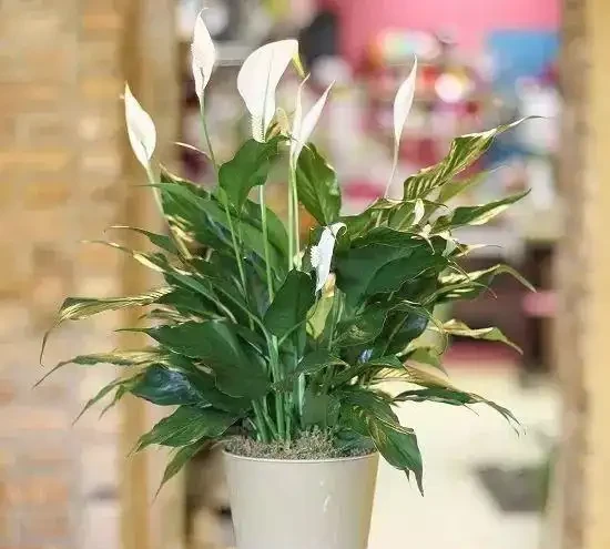 家裡有兒童的可以養這些清新的淨化植物,很適合養成小盆栽
