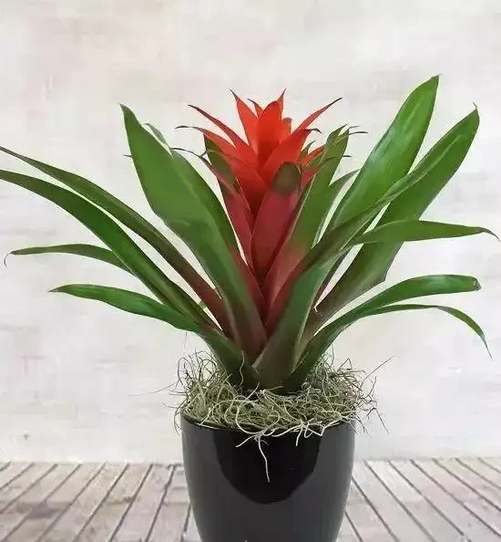 家裡有兒童的可以養這些清新的淨化植物,很適合養成小盆栽
