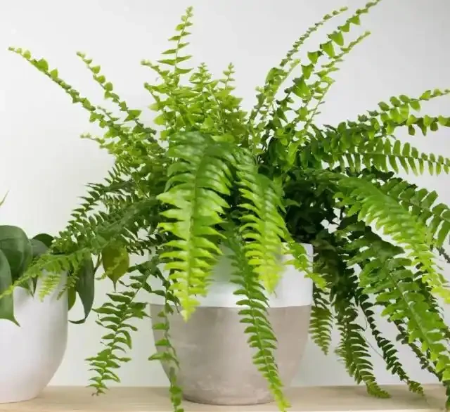 家裡有兒童的可以養這些清新的淨化植物,很適合養成小盆栽