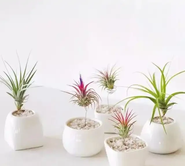 家裡有兒童的可以養這些清新的淨化植物,很適合養成小盆栽