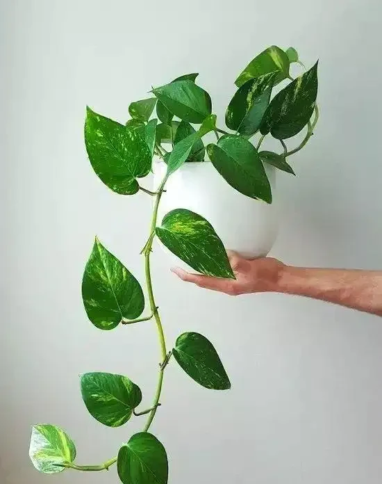 家裡有兒童的可以養這些清新的淨化植物,很適合養成小盆栽