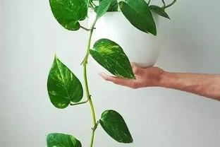 家裡有兒童的可以養這些清新的淨化植物，很適合養成小盆栽