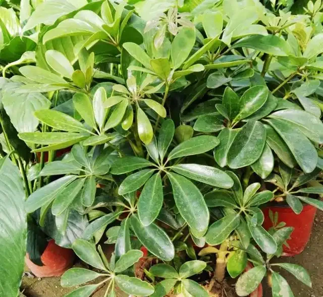鵝掌藤