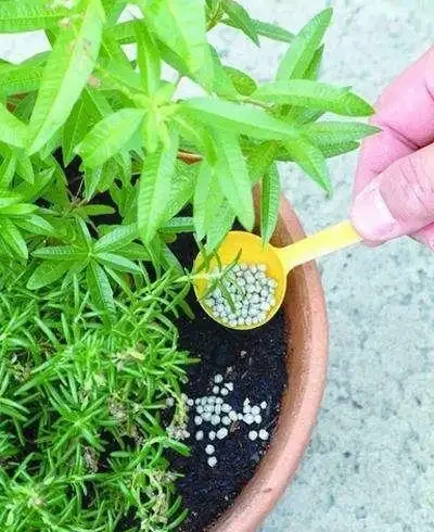 快「犧牲」的花,其實還有「救」,這5種「復活法」,養得更茂盛