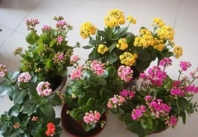 快「犧牲」的花,其實還有「救」,這5種「復活法」,養得更茂盛