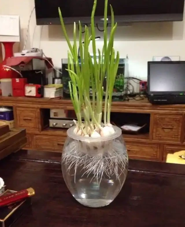 快「犧牲」的花,其實還有「救」,這5種「復活法」,養得更茂盛