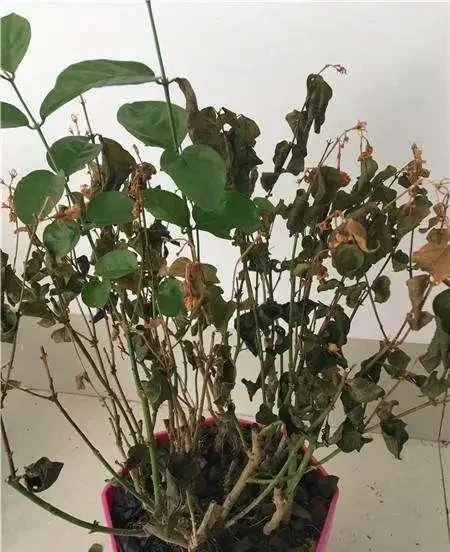 快「犧牲」的花,其實還有「救」,這5種「復活法」,養得更茂盛