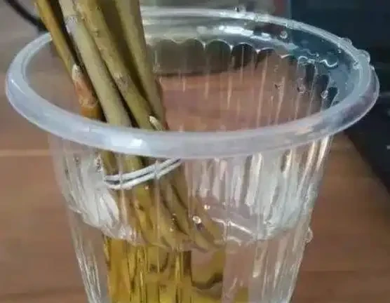 快「犧牲」的花,其實還有「救」,這5種「復活法」,養得更茂盛