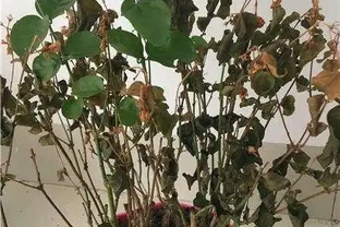 快「犧牲」的花，其實還有「救」，這5種「復活法」，養得更茂盛