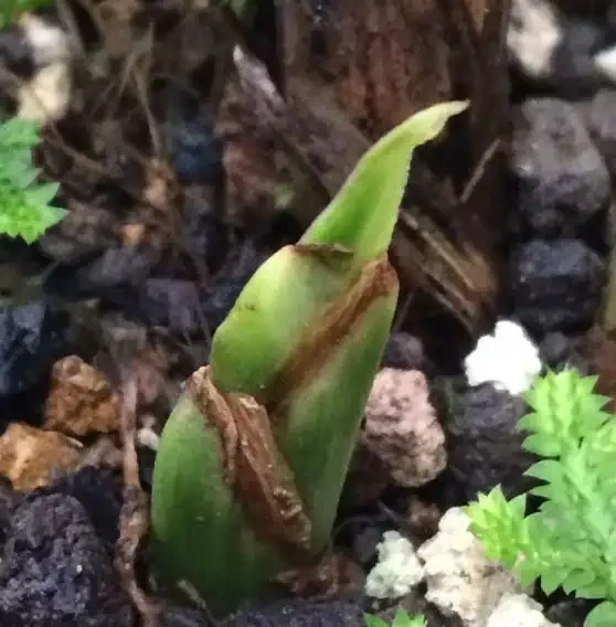 蘭花