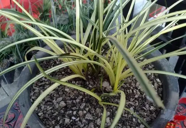 蘭花