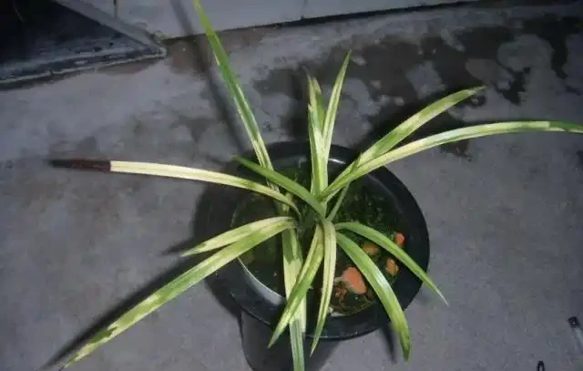 蘭花