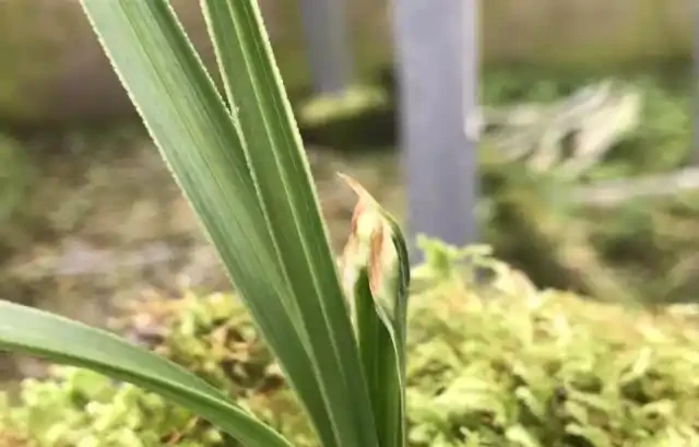 蘭花
