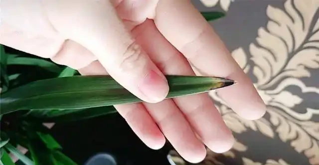 蘭花