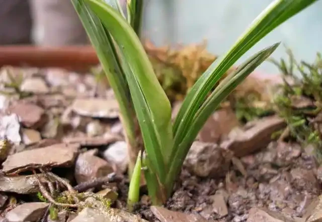 蘭花