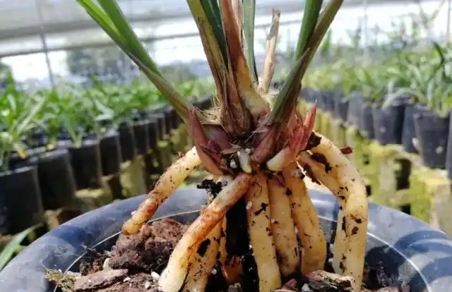 蘭花