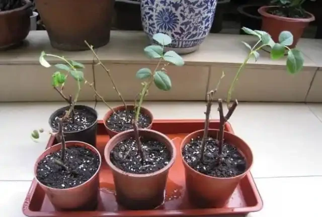 插枝移植「玫瑰花」,掐準「時間點」,移一個,活一茬!