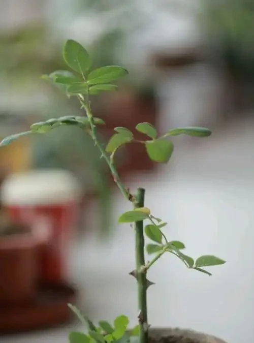 插枝移植「玫瑰花」,掐準「時間點」,移一個,活一茬!