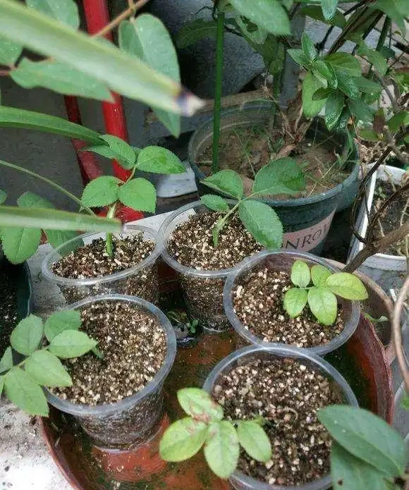 插枝移植「玫瑰花」,掐準「時間點」,移一個,活一茬!