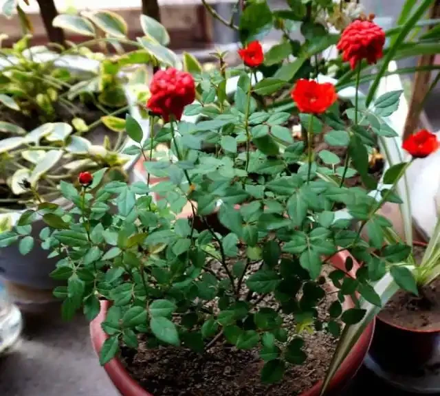 插枝移植「玫瑰花」，掐準「時間點」，移一個，活一茬！