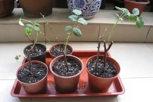 插枝移植「玫瑰花」，掐準「時間點」，移一個，活一茬！