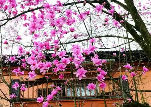 院子夠大要養「守家樹」，有「7種樹」很合適，春夏開花，秋落葉