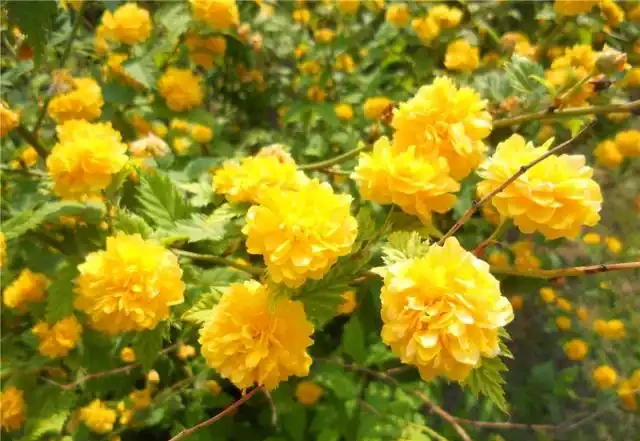 院子夠大要養「守家樹」，有「7種樹」很合適，春夏開花，秋落葉