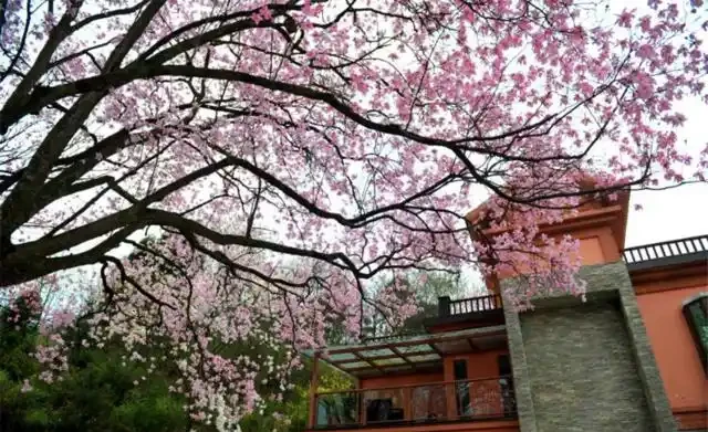 院子夠大要養「守家樹」，有「7種樹」很合適，春夏開花，秋落葉