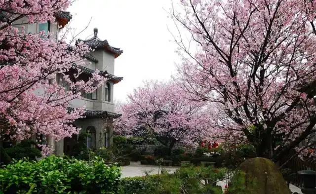 院子夠大要養「守家樹」，有「7種樹」很合適，春夏開花，秋落葉