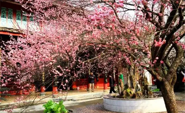 院子夠大要養「守家樹」，有「7種樹」很合適，春夏開花，秋落葉