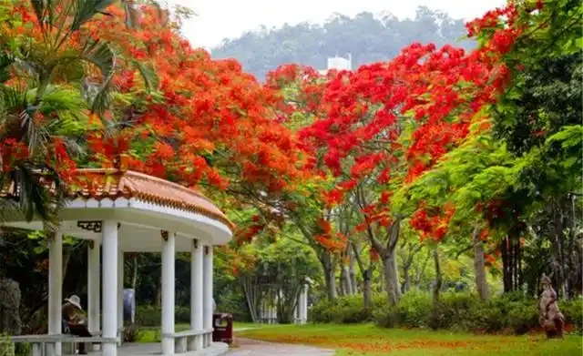 院子夠大要養「守家樹」，有「7種樹」很合適，春夏開花，秋落葉