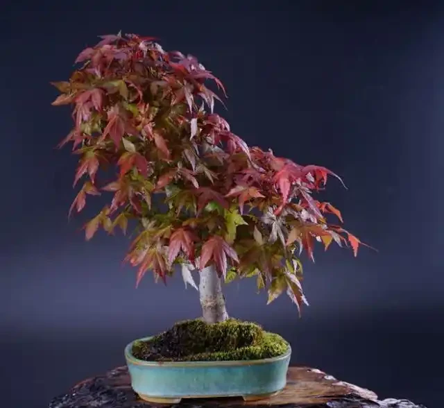 紅楓