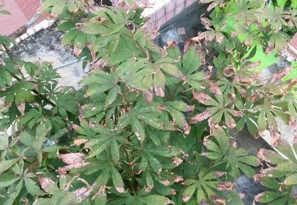 紅楓