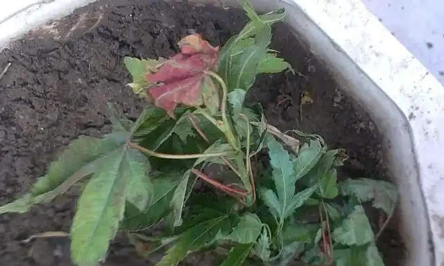 紅楓