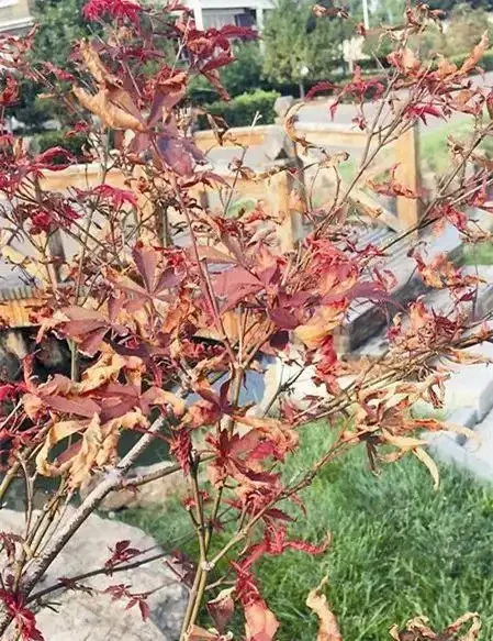 紅楓