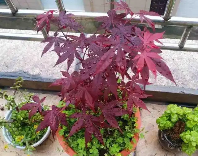 紅楓