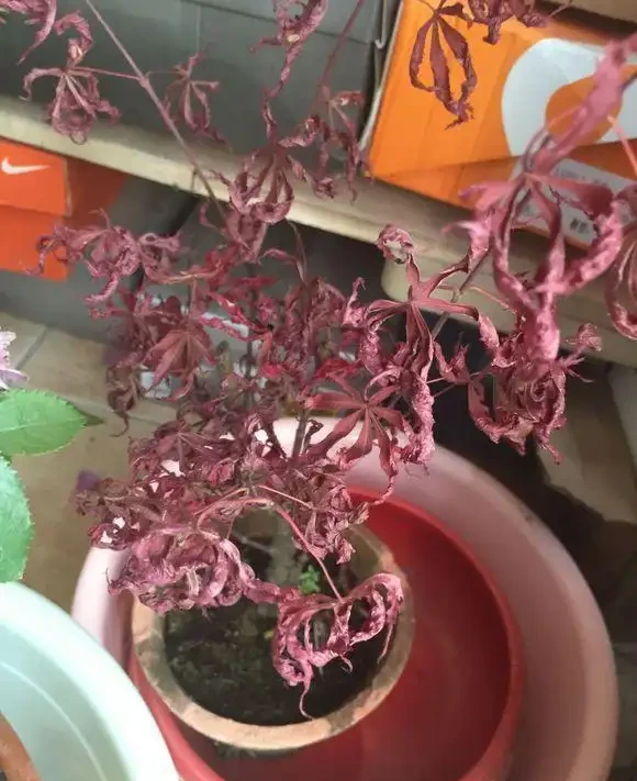 紅楓
