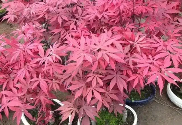 紅楓