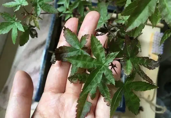 紅楓
