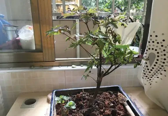 紅楓