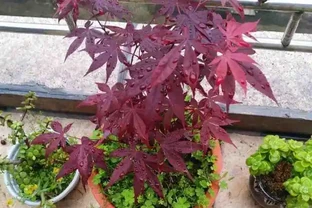 盆景紅楓葉子曬傷乾枯的救治方法！