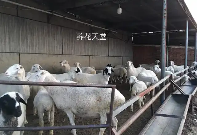 10天自制「有機肥」，第3天溫度達70度，羊糞「好氧」發酵教程