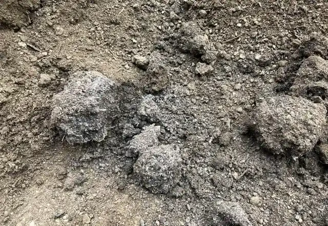 10天自制「有機肥」，第3天溫度達70度，羊糞「好氧」發酵教程
