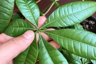 10天自制「有機肥」，第3天溫度達70度，羊糞「好氧」發酵教程
