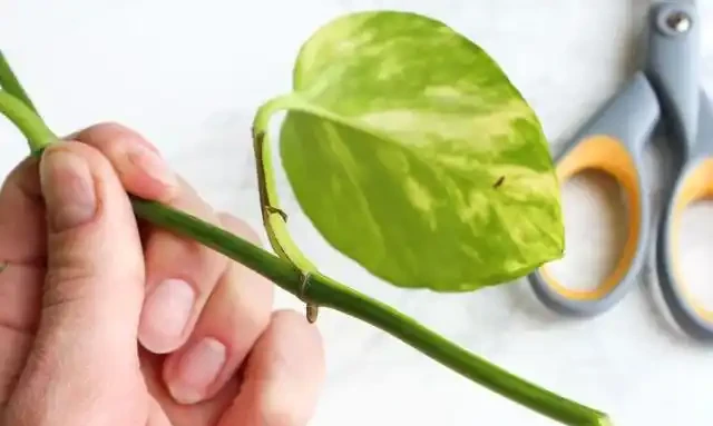 黃金葛盆栽剪下來一段枝條插土壤就能活，兩三週養成新的盆栽