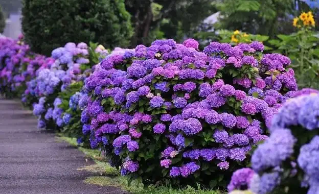 養花