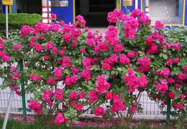 養花
